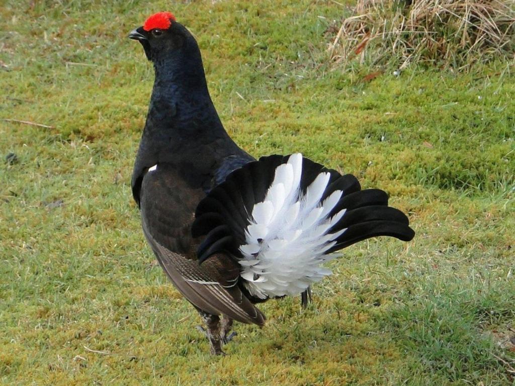 Binnilidh Mhor B&B Glenmoriston Dış mekan fotoğraf